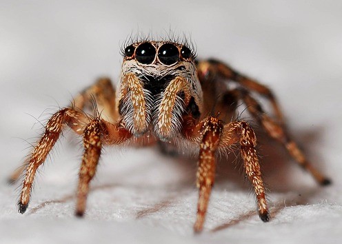 A Aranha